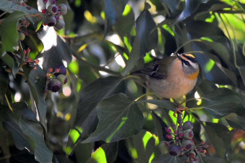 Roitelet triple-bandeau